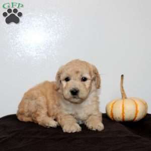 Callandra, Mini Goldendoodle Puppy
